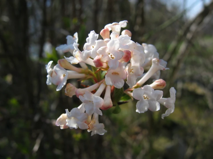 closeup of a white flowering plant in an area with very little trees in the background