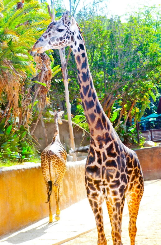 a giraffe walks around a concrete enclosure with a little palm tree