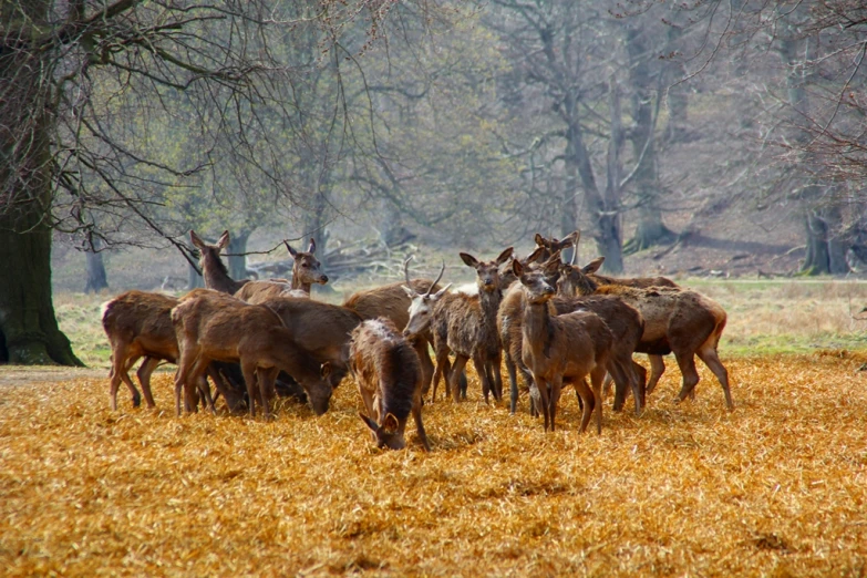 a herd of deer standing in a field