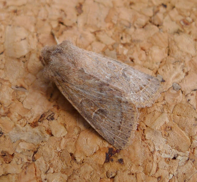 a leaf that has been laying on a wood surface