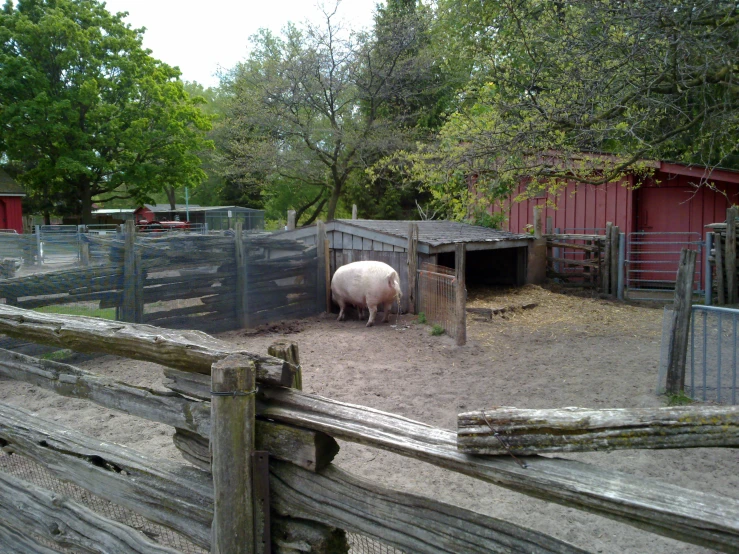 a sheep sitting inside of a pen in an enclosure