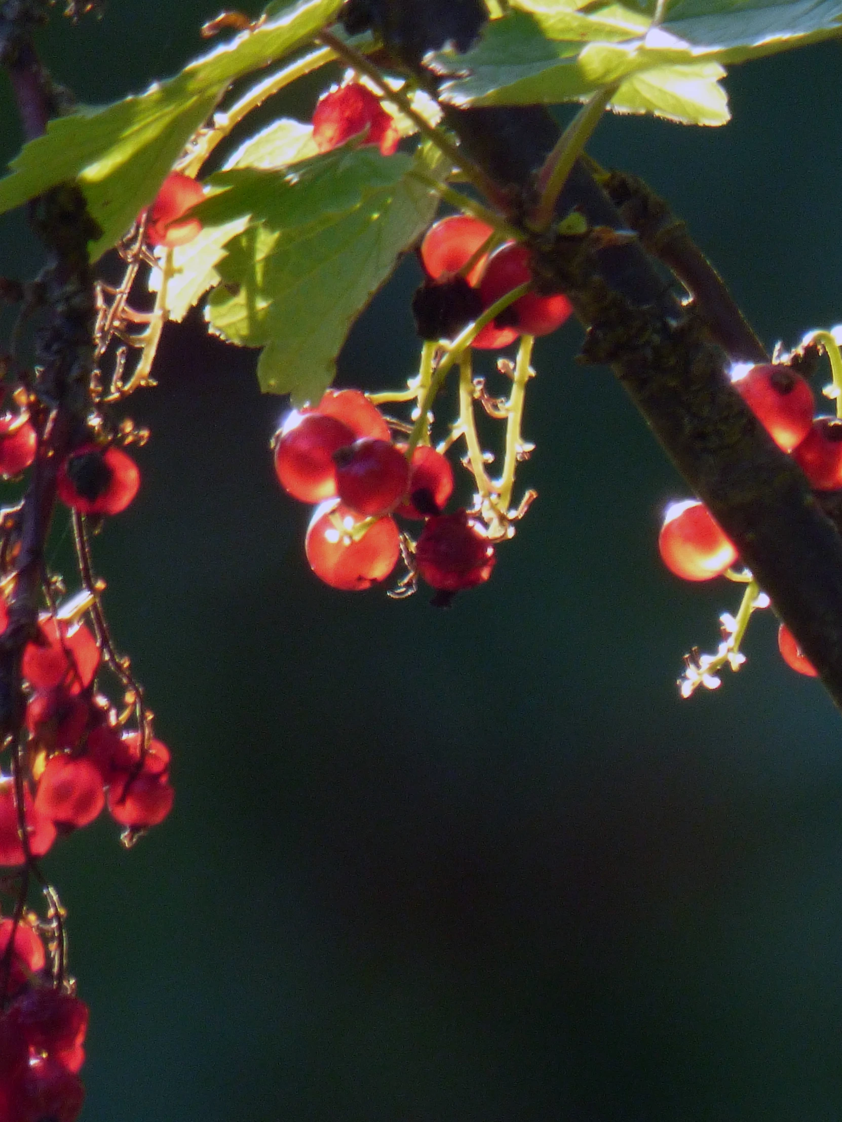 a nch with lots of small berry on it