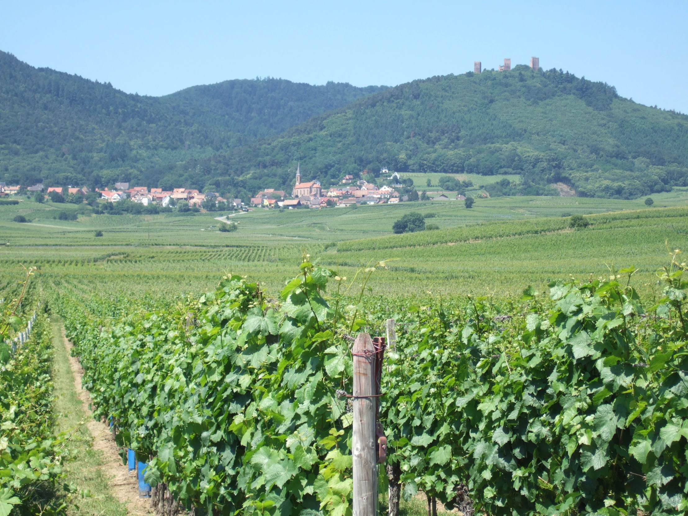 there are several vines near a vineyard and houses in the distance