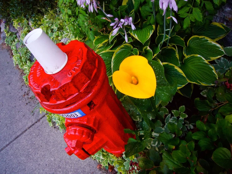 there is a fire hydrant and a yellow flower in the ground