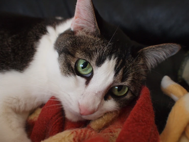 this is a brown and white cat with a green eyes