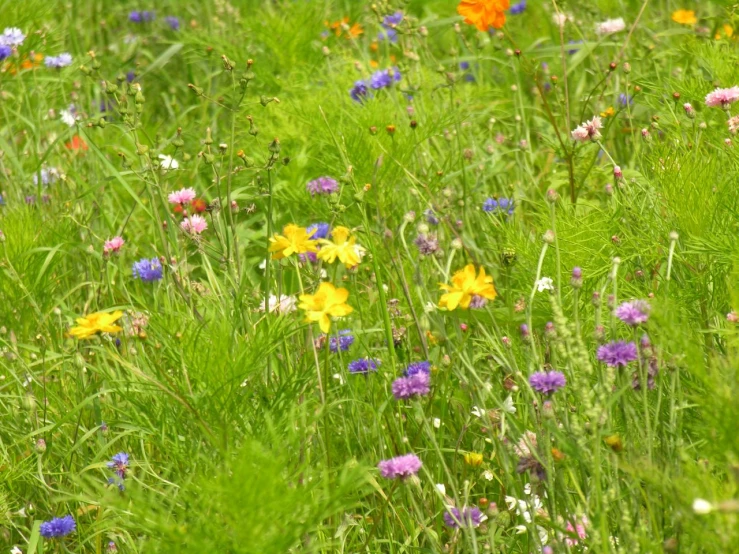 many flowers blooming in a green meadow