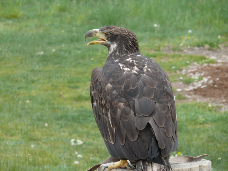 a large eagle sits on a rock on the grass