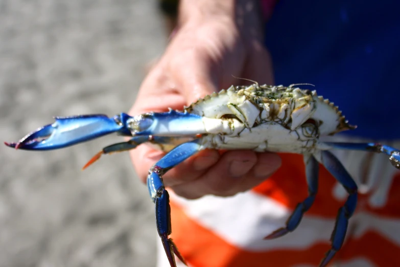 the hands of a person holding a small blue and white crab