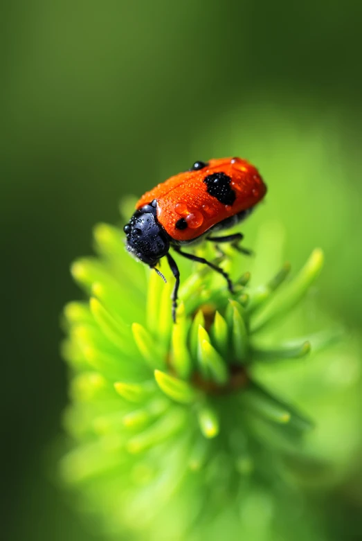 a red and black bug standing on top of a green plant