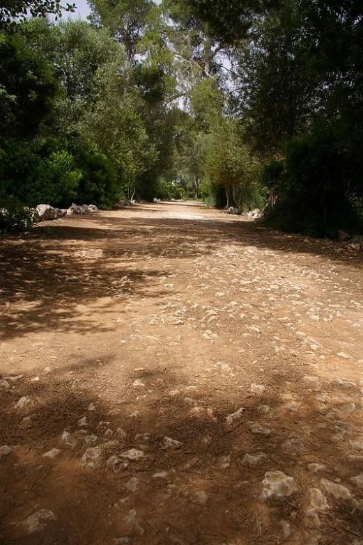 a dirt road has white circles on it