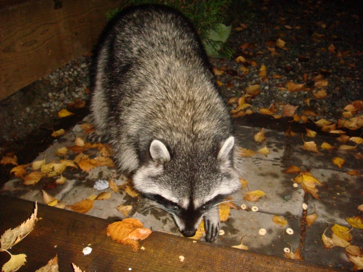 a rac eating seeds off of some wood