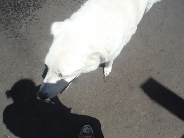 a white dog looks up at the sun