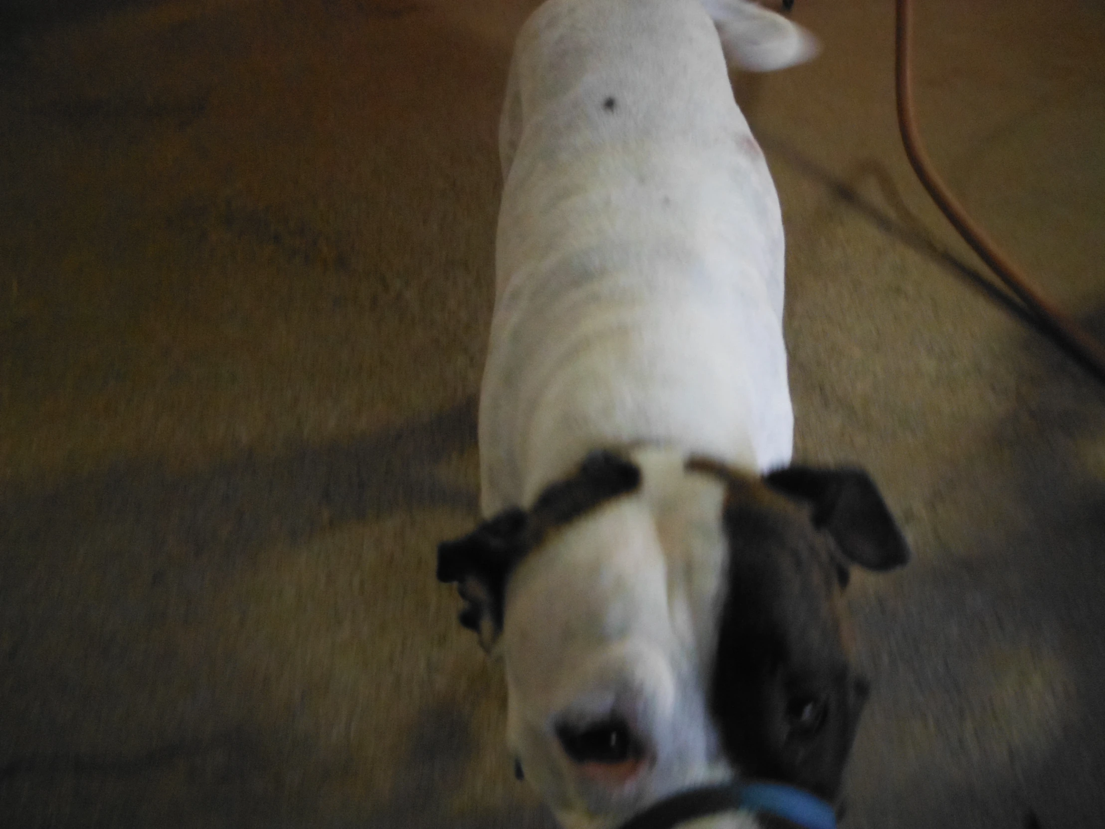 a black and white dog on leash, looking at the camera