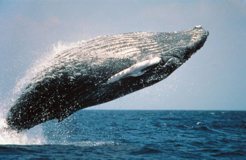 a humpback whale leaps out of the water