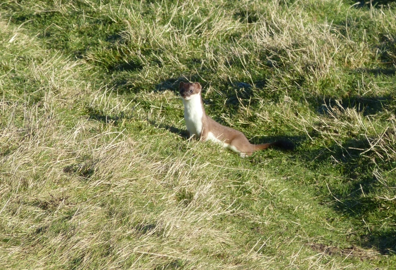 small animal in grassy area with shadow over it