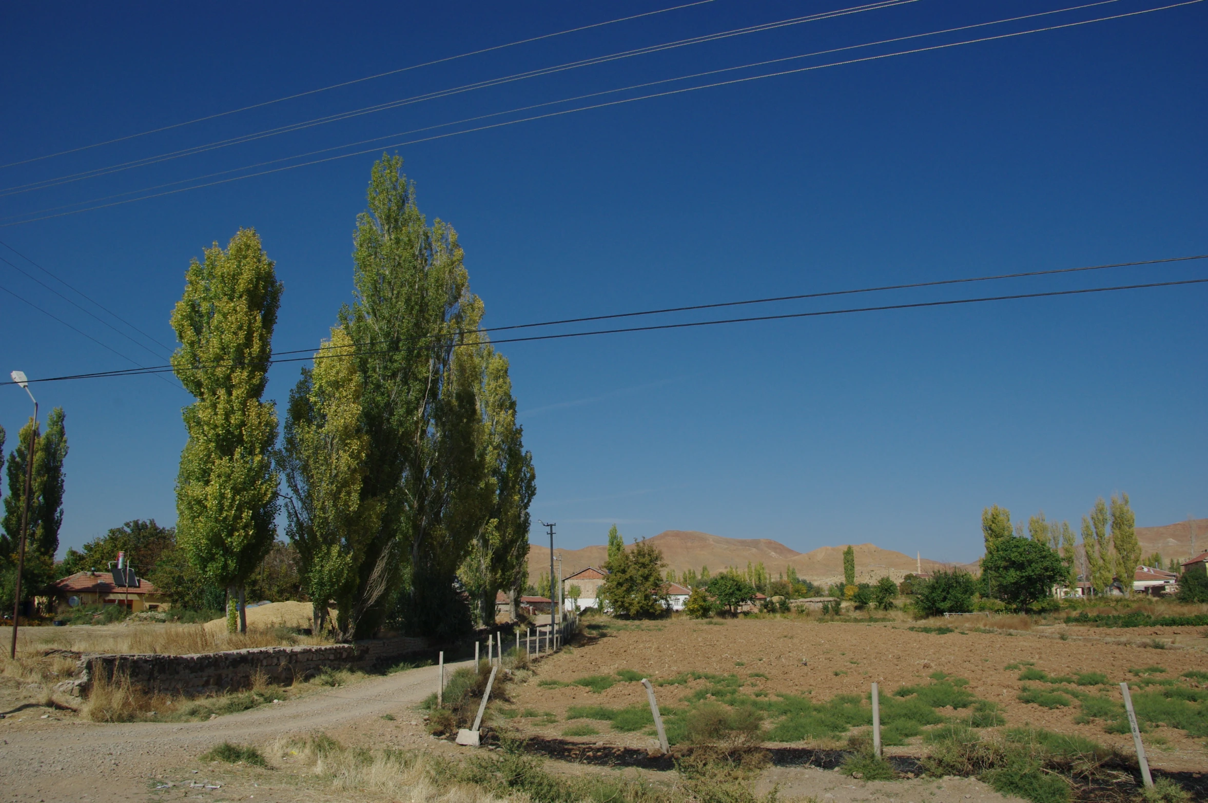 a picture of a dirt road with some trees in it