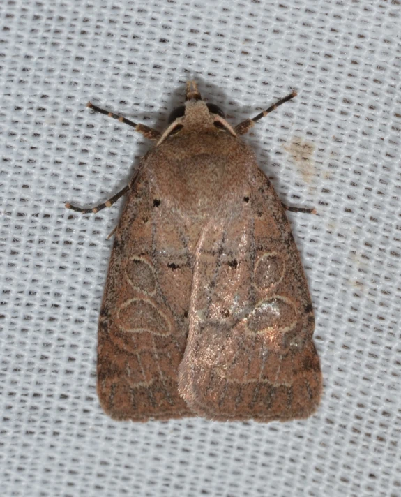 a brown bug on a white table cloth