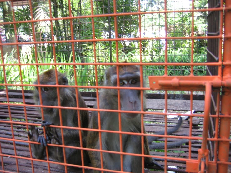 two monkeys sit behind bars in a zoo cage