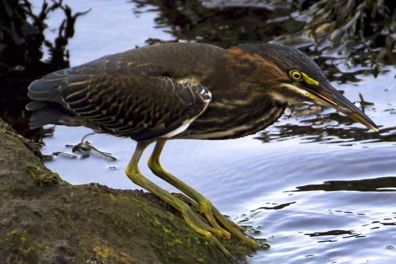 this is a bird standing on a rock looking at the water