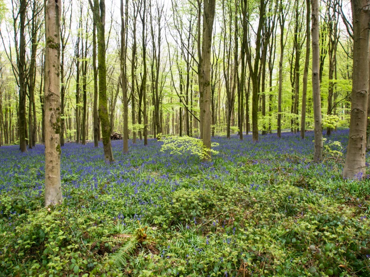 a bunch of tall trees in a forest