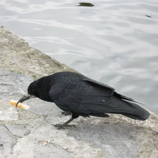 a black bird is near water with a piece of food in it's mouth
