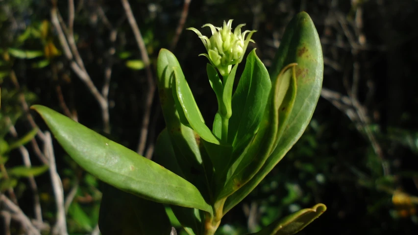 a flower is beginning to budge in a tree