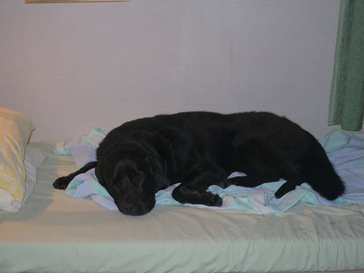 a black dog sleeping on top of a bed next to a window