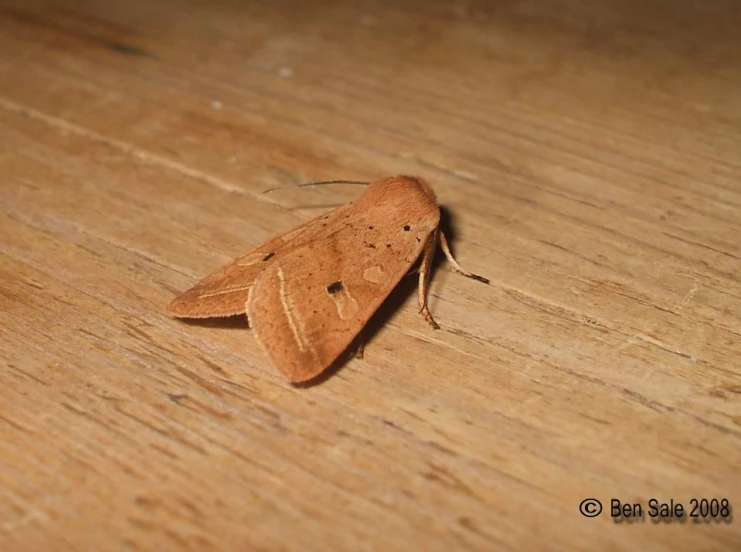 a close up of a brown insect on a wooden table