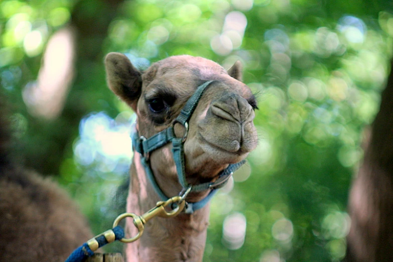 a brown camel standing on top of a lush green forest