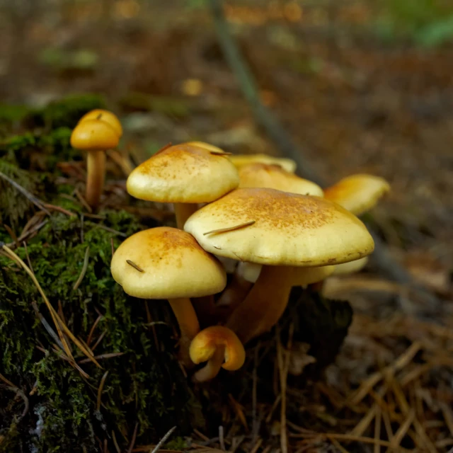 mushrooms grow in a pile of wood with green moss