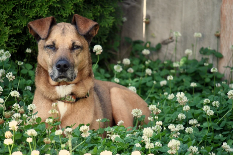 there is a dog that is sitting in the grass