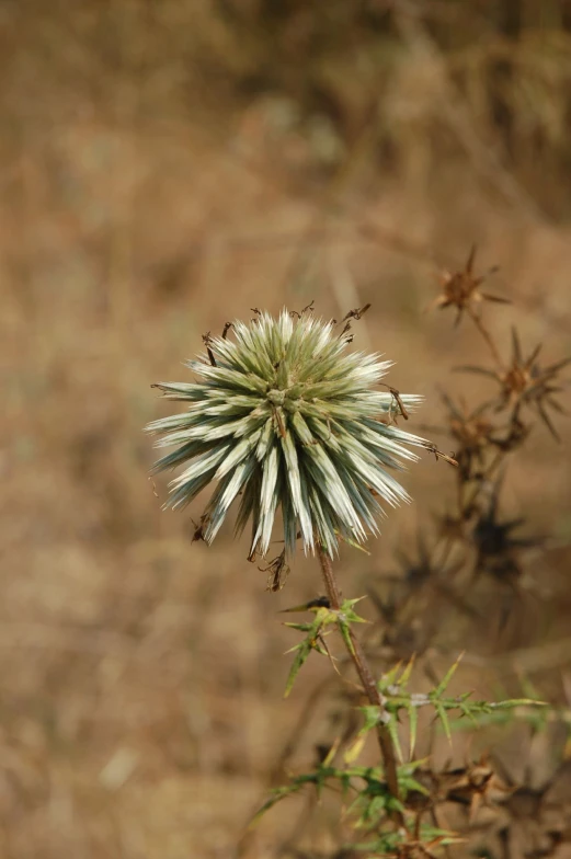 a flower with white tips in front of brown colored background