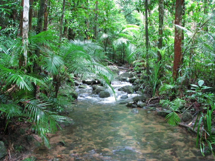 a water fall in a tropical jungle area