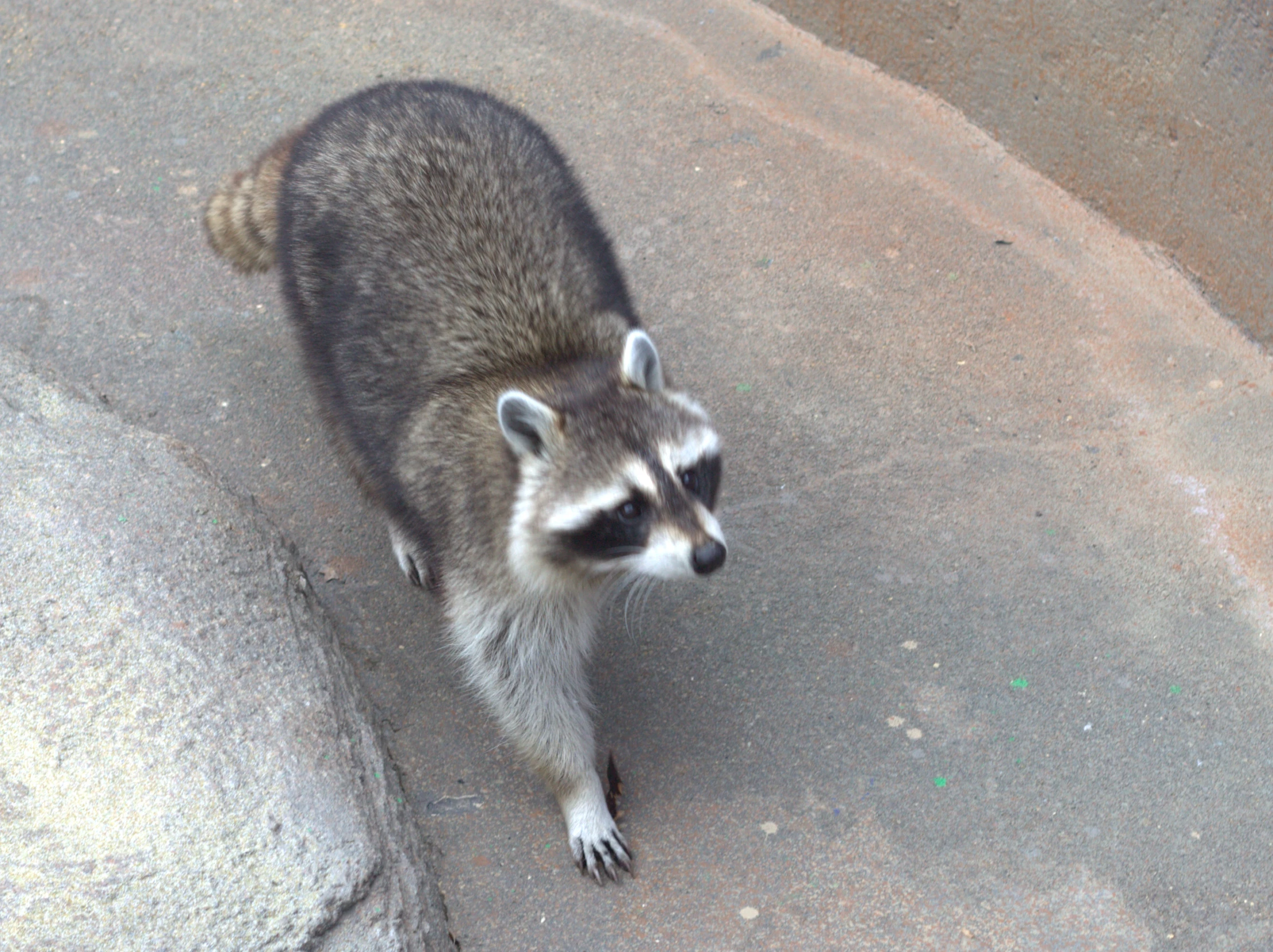 a rac that is standing in the dirt