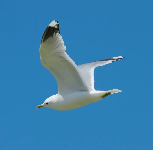 the bird has just taken off from the cloudless sky