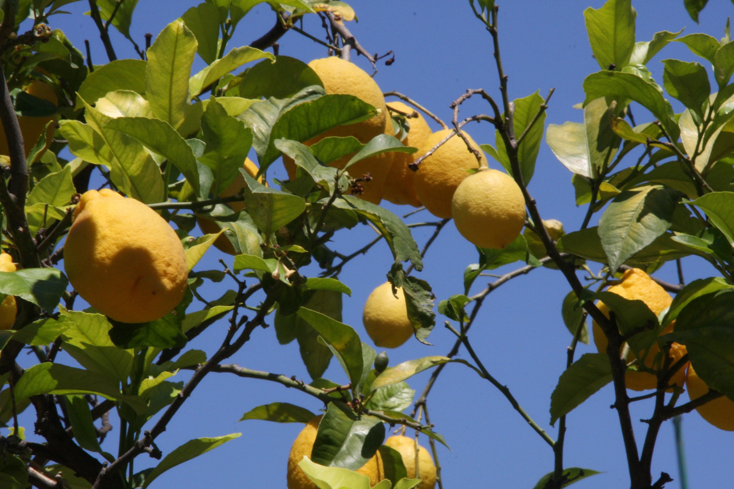 several lemons on the tree nches under blue skies