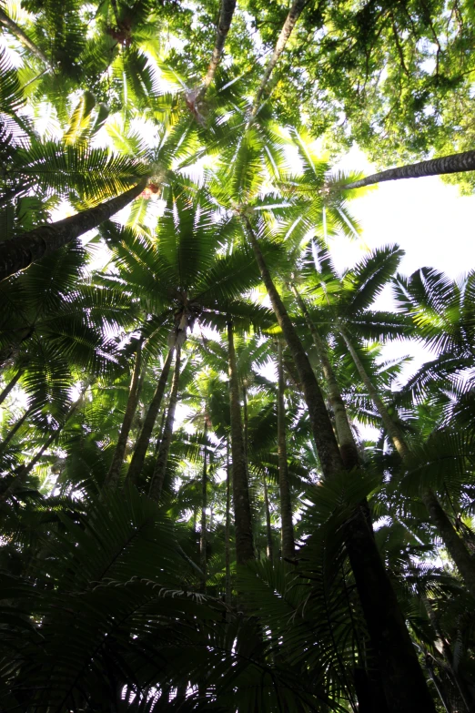 trees are seen through the sunlight in the jungle