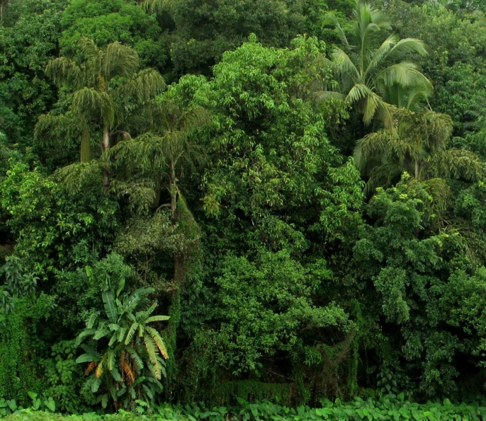 a bunch of large trees with a mountain in the background