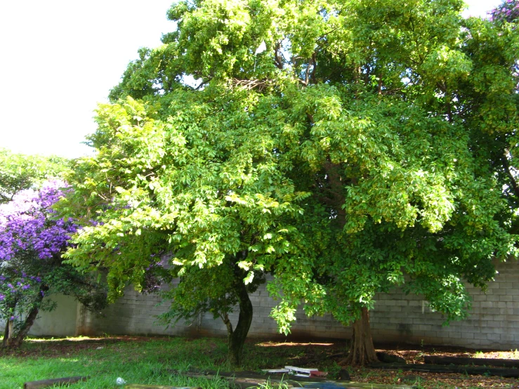 a tree in front of a brick wall and fence