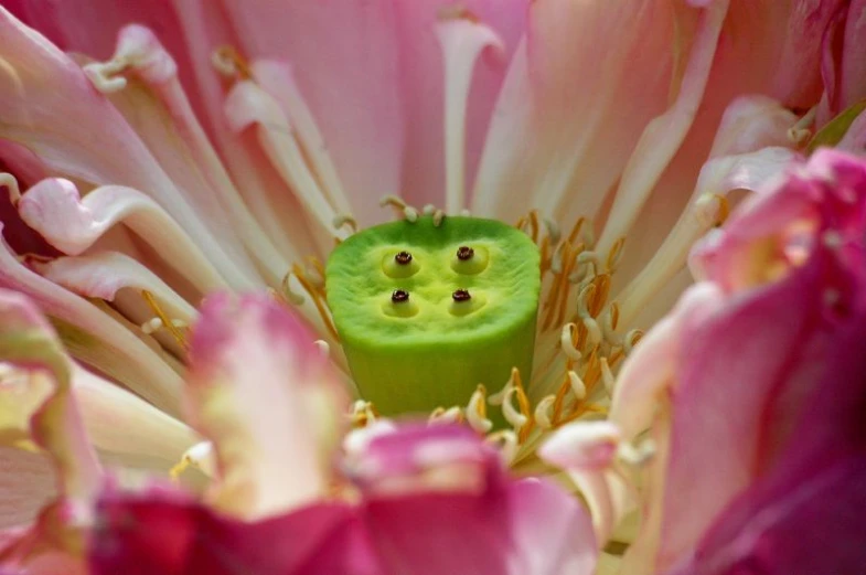a small green square face in center of pink flower
