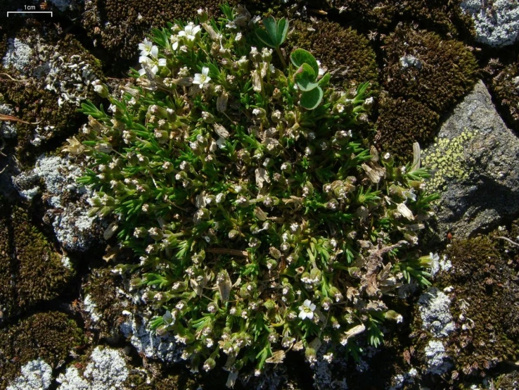 this is some wildflowers growing on the moss