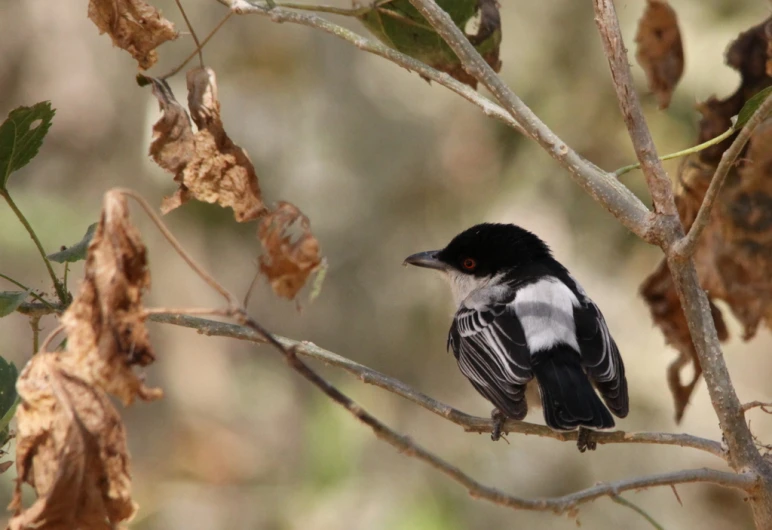 the black and white bird has long black wings