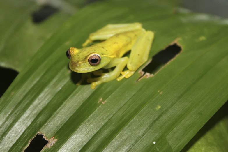 a tree frog sitting on top of a green leaf
