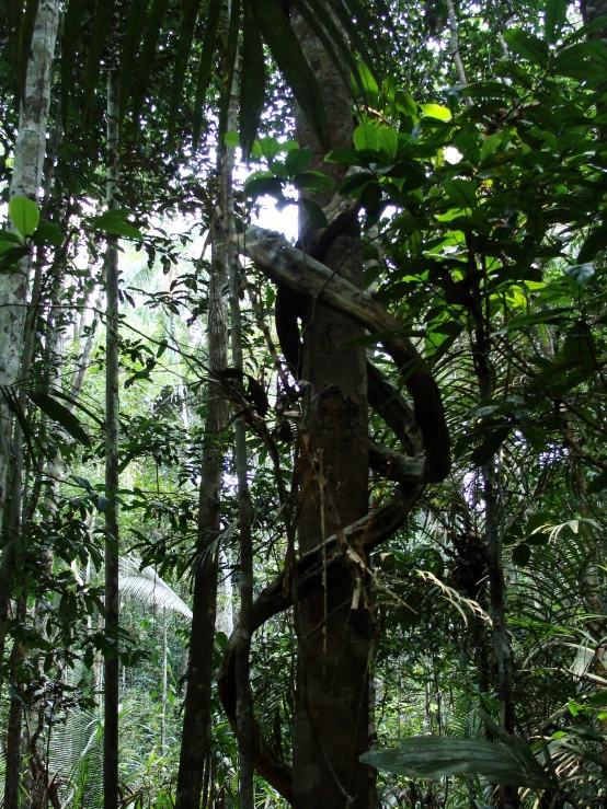 an image of an unpaved jungle setting