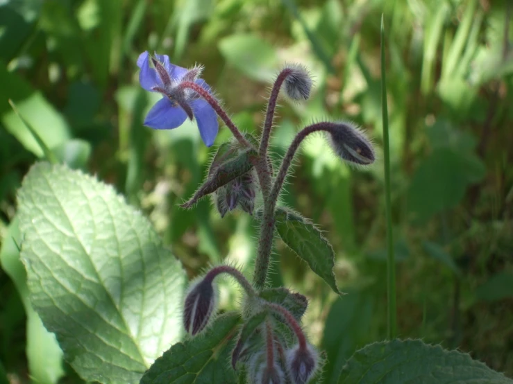 a small purple flower with leaves on it