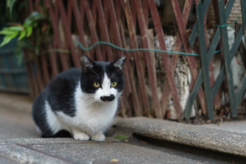 a black and white cat sits on the concrete