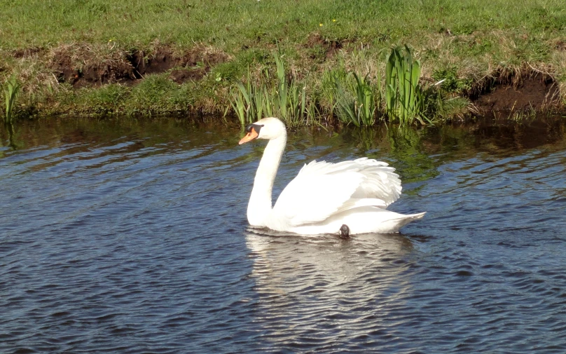 a large white swan floating in a lake