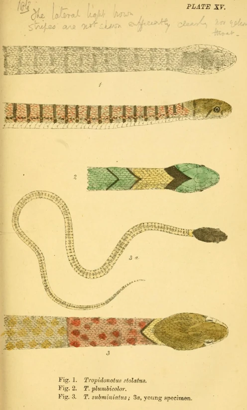 four antique items that include fish tails, a snake's tongue and two snakes