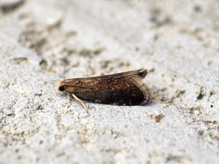 a brown moth crawling on a sidewalk and white sand