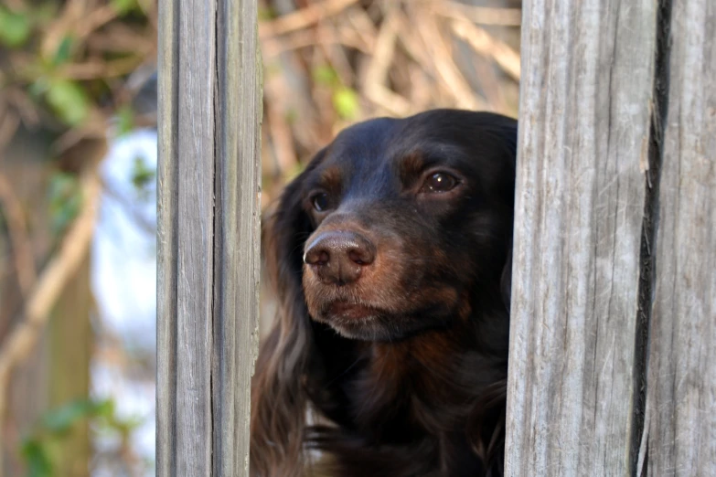 a dog stares out of the open wooden fence